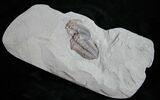 Double Flexicalymene Trilobite From Ohio #11044-1